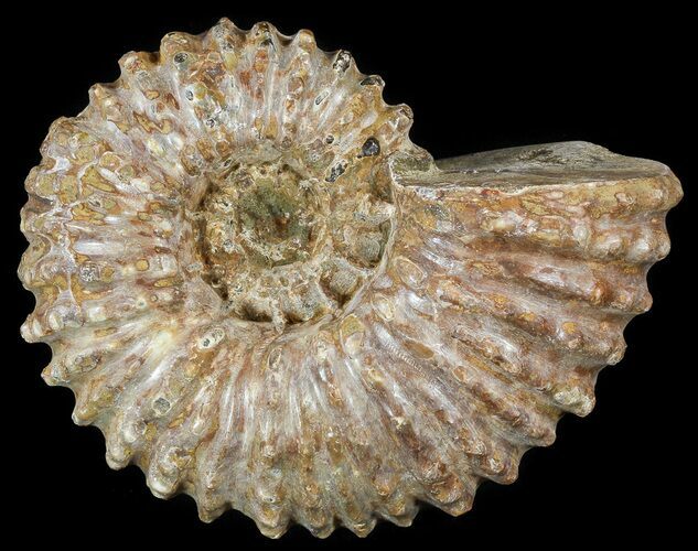 Bumpy Douvilleiceras Ammonite - Madagascar #53322